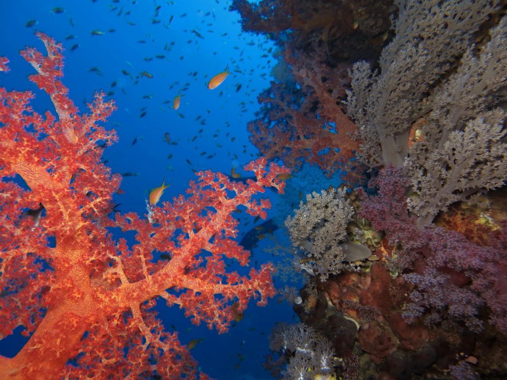 From Desert Serenity to Red Sea Bliss: Your Ultimate Dahab to Hurghada Travel Guide