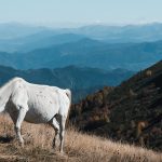 Borjomi to Lopota Lake: A Scenic Georgian Adventure – Travel Guide & Taxi Options
