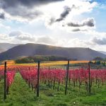 Your Stress-Free Journey: Bad Neuenahr-Ahrweiler to Düsseldorf Airport Ultimate Transfer Guide