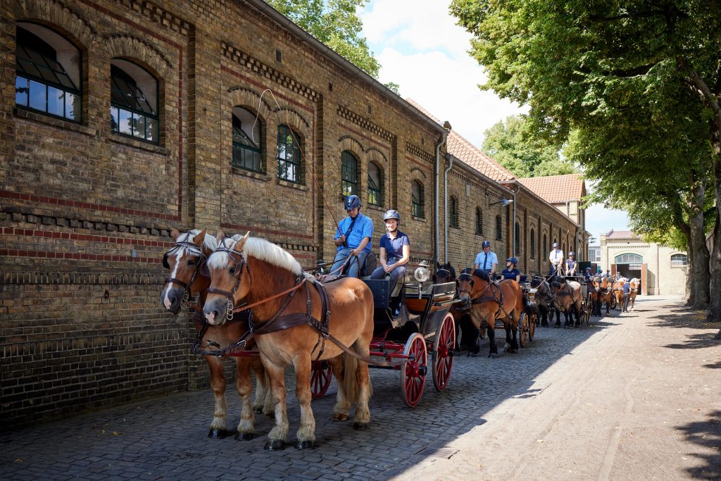 From Cologne to Warendorf: Your Ultimate Guide to Scenic German Transfers & Equestrian Adventures
