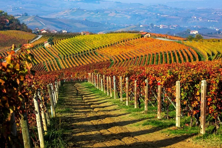 From Vineyards to Vistas: Your Stress-Free Journey from Frassinello Monferrato to Milan Malpensa