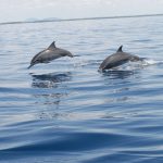 Ultimate Guide: Moi International Airport (MBA) to Shimoni Transfer + Things to Do, Eat & Explore (2026) 🚗🌴