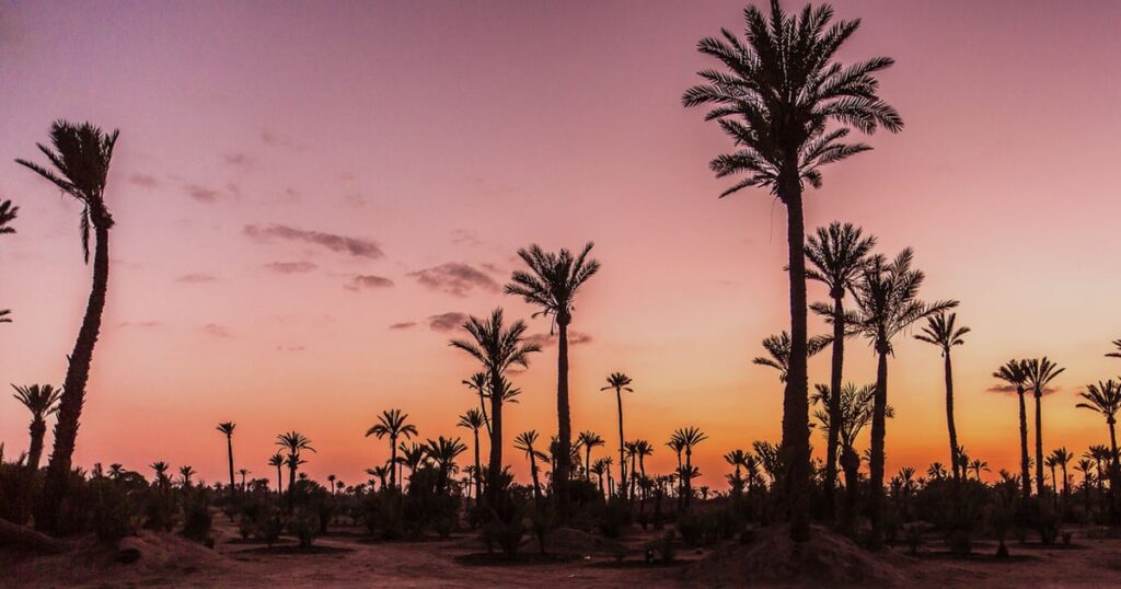 From Airport to Oasis: The Ultimate Casablanca Airport to Palmeraie Marrakech Transfer Guide