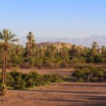 From the Palmeraie Oasis to the Strait of Gibraltar: Your Perfect Club Med La Palmeraie to Tangier Airport Transfer Guide